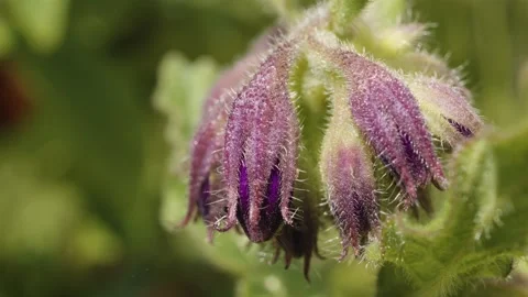Comfrey Symphytum flower macro close up stock footage Stock Footage 337932531