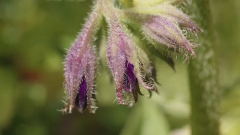 Comfrey Symphytum flower macro close up stock footage Stock Footage 337932536