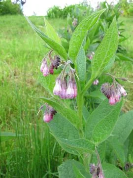 Comfrey, Symphytum Stock-Fotos
