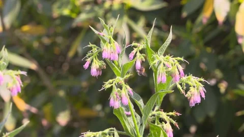 Comfrey, symphytum uplandicum with bees Stock Footage 155738390