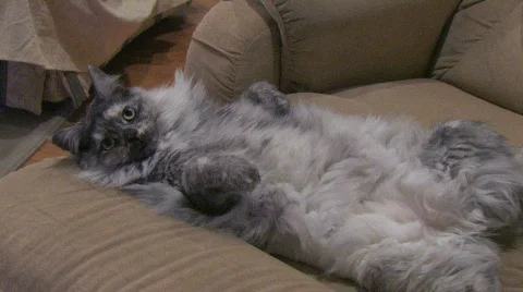 Comfy cat Video stock 840764