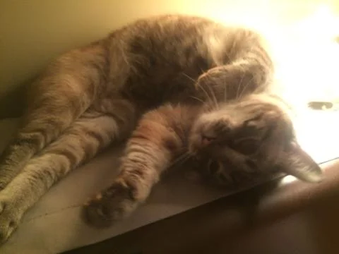 Comfy Cat Stock Photos