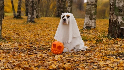 Comic ghost costume on cute dog, sitting at autumn park with pumpkin lantern Stock Footage 118448201