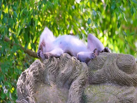 Comic monkey relaxes and resting on top of Ubud ancient religious sculpture 스톡 동영상 73545004
