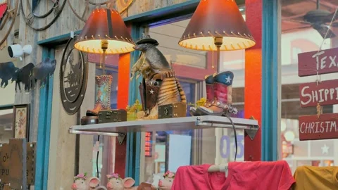 Comical Armadillo in Store Stock Footage 242951097