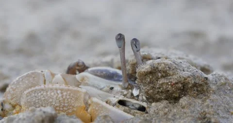 Comical fiddler-crab-Kamala-beach-rising-up-no-audio Stock Footage