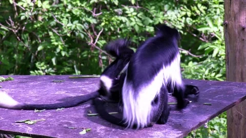 Comical Fighting Monkeys! Funny MMA wrestling Colobus Monkeys (Simia polycomos) Stock Footage 147160460