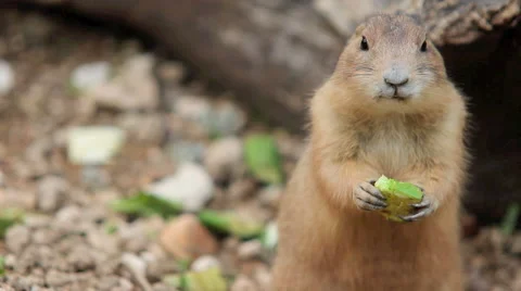 Comical gopher eating an apple Stock Footage 42184984