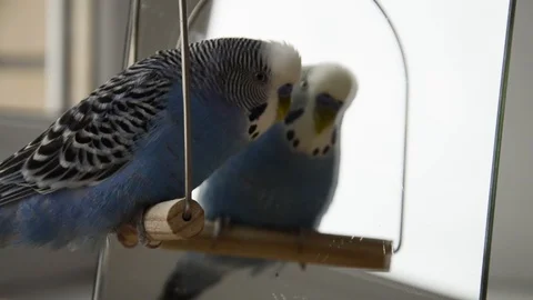 Comical parrot talking to a mirror. Video stock 125523007