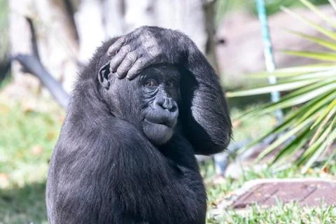 Comical silverback gorilla Stock Photos