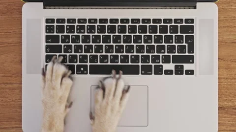 Comical video of dog paws typing and pressing buttons on laptop keyboard Stock Footage 195652058
