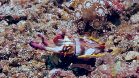 Comically radiant cuttlefish Metasepia pfefferi on seabed. Stock Footage 232796325