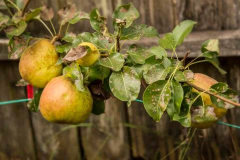 Comice Pears 写真素材