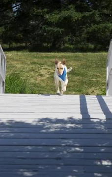 Coming down the path Stock-Fotos