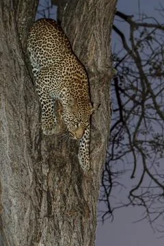 Coming down Stock Photos