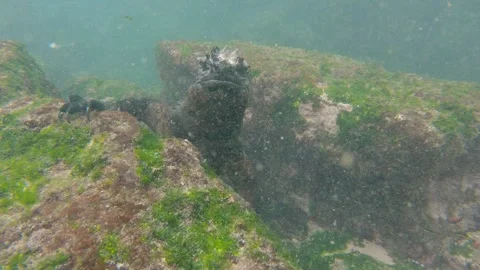 Coming face to face under water with a Galapagos marine iguana with a big s.. Stock Footage 269120965