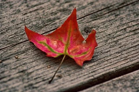 The Coming Of Fall Stock Photos