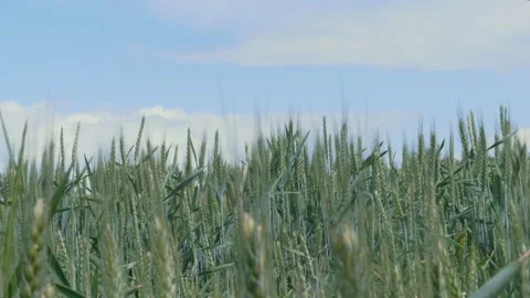 Coming green wheat corn field in wind against blue sky Stock Footage 131678092