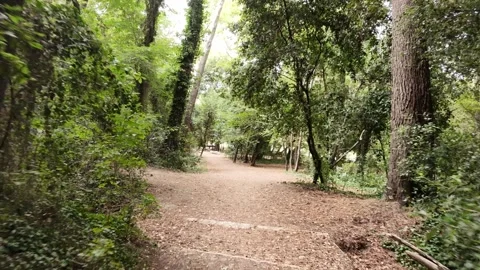 Coming out of a forest, among trees and dry leaves Stock Footage 319940326