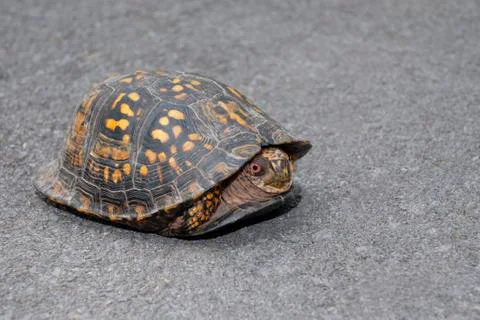 Coming out of your shell Stock Photos