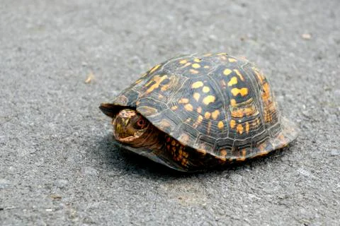 Coming out of your shell Stock Photos