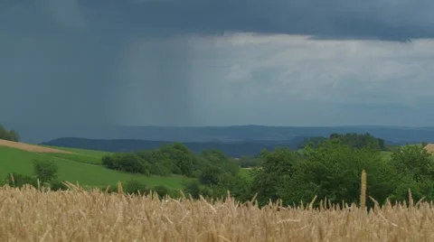 Coming rain, field corn, universal landscape Stock Footage 47731620