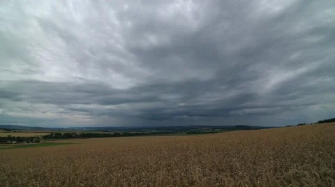 Coming rain, field corn, universal landscape Stock Footage 47731868
