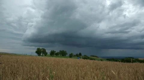Coming rain, field corn, universal landscape Stock Footage 47733773