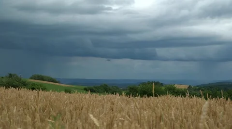 Coming rain, field corn, universal landscape Stock Footage 47733838
