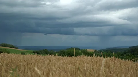 Coming rain, field corn, universal landscape Stock Footage 47733981