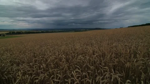 Coming rain, field corn, universal landscape Stock Footage 47734620