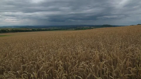 Coming rain, field corn, universal landscape Stock Footage 47734717