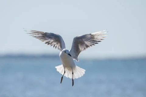 In Coming Seagull Stock Photos
