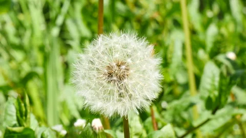Coming spring in wind Dandelion seeds 库存影片 162598021