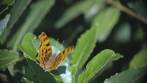 COMMA BUTTERFLY 4K Stock Footage 133638519