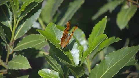COMMA BUTTERFLY 4K Stock Footage 133639290