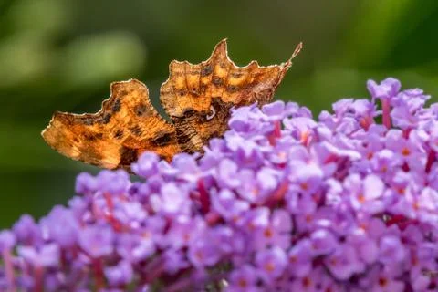 Comma butterfly abstract Foto stock
