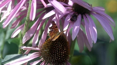 Comma Butterfly and Bee Pollinating Echinacea Flowers Stock Footage 161121227