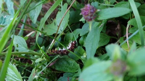 ​Comma Butterfly Caterpillar Carefully Crawling Through Green Grass - Macro Shot Stock Footage 339799619