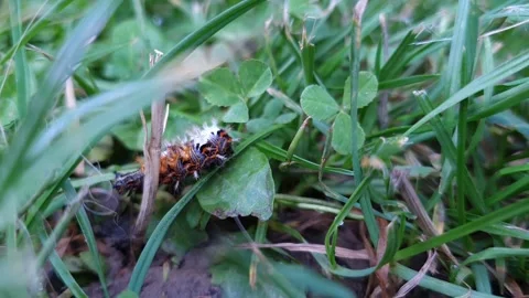 Comma Butterfly Caterpillar Changing Direction - Macro U-Turn from Right to Left Stock Footage 339799630