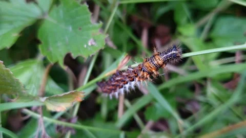 ​Comma Butterfly Caterpillar Climbing Up Grass Showing Detailed Leg Movement Stock Footage 339799649
