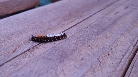 Comma Butterfly Caterpillar Crawling Right to Left on Wood - Macro Shot Stock Footage 339783987