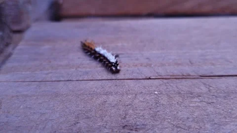 Comma Butterfly Caterpillar Crawling Upwards on Wood - Static Macro View Stock Footage 339784009