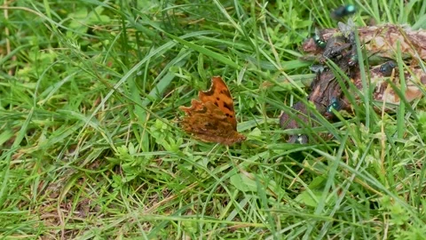 Comma Butterfly Feeding on Excrement Covered in Green Bottle Flies Stock Footage 340805134