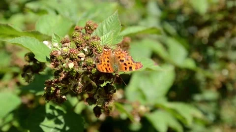 Comma Butterfly Stock Footage 54112555