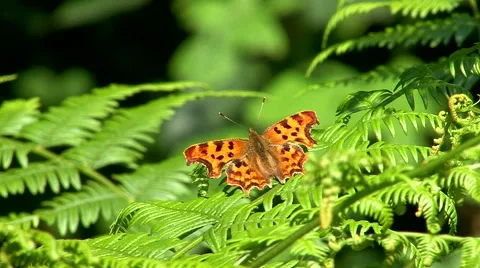 Comma Butterfly Stock Footage 56172750
