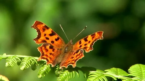 Comma Butterfly Stock Footage 56173245