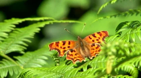 Comma Butterfly Stock Footage 56173387
