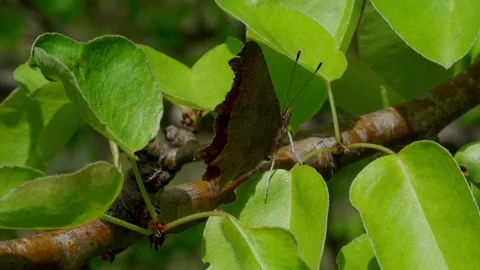 Comma butterfly Stock Footage 308746399
