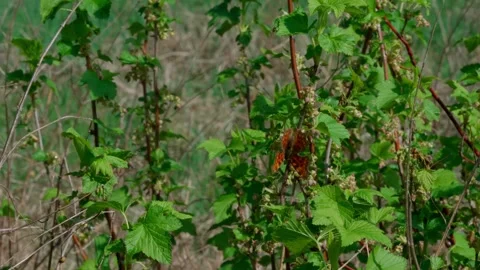 Comma butterfly Video stock 308746400